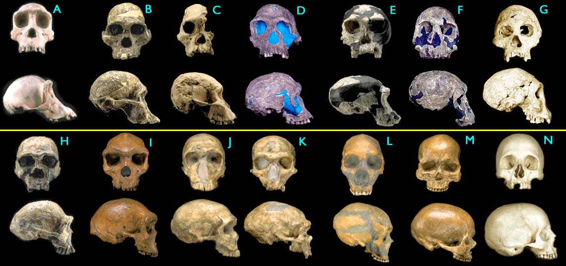   http://www.theistic-evolution.com/hominids2_big.jpg   